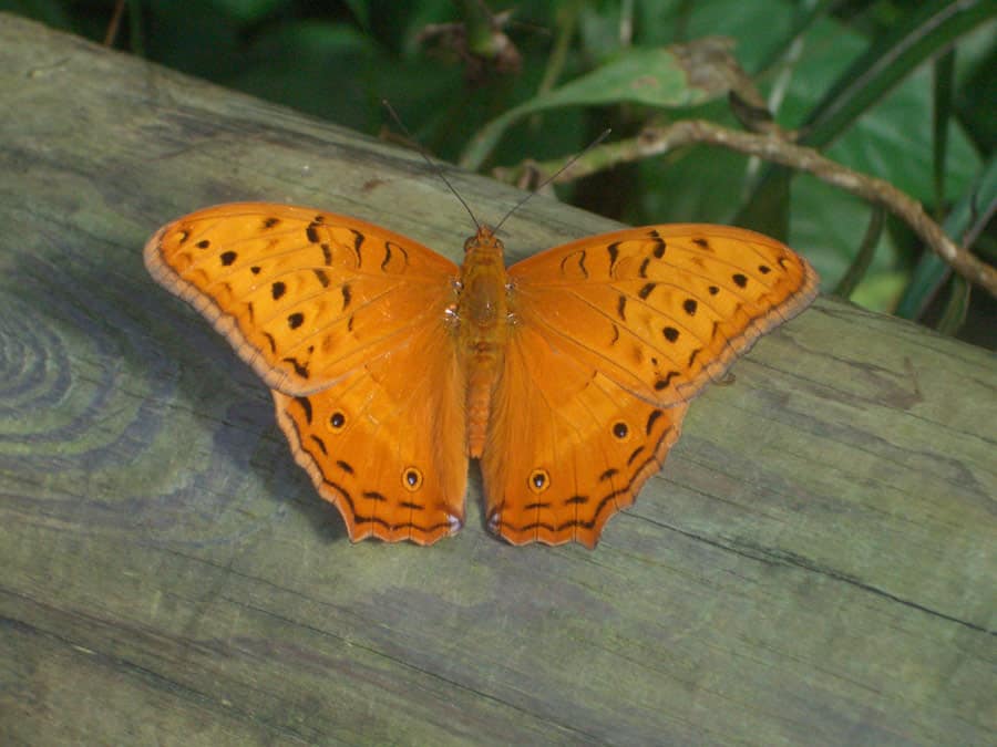 Kuranda Attraction Australian Butterfly Sanctuary