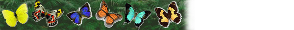 http://australianbutterflies.com/chinese/australianbutterflies/images/top_banner3.jpg