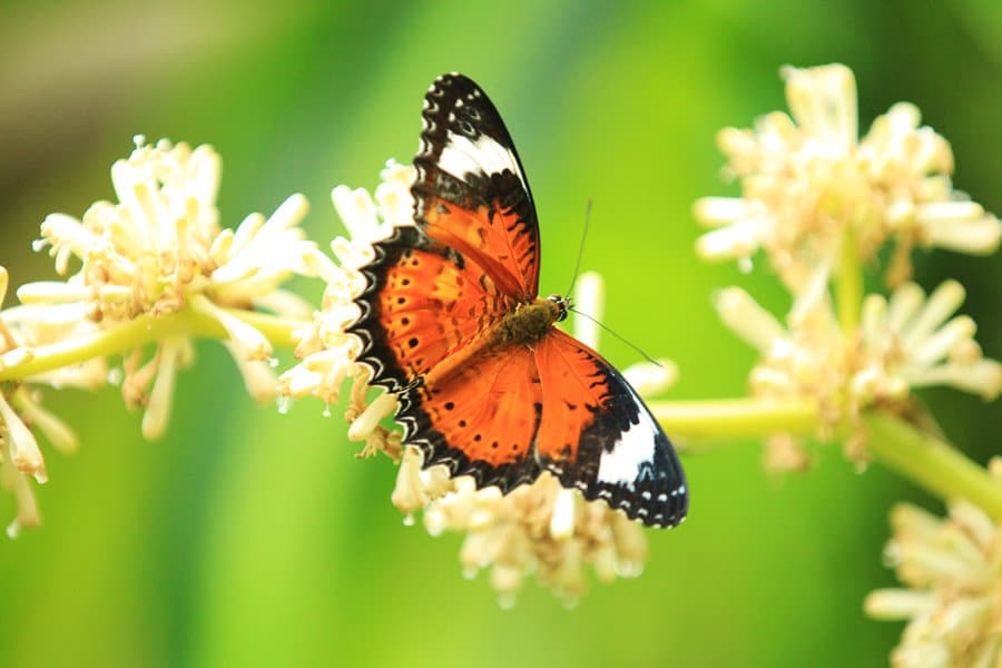 Friday Fun Fact - 24 fun facts about butterflies! - Australian Butterfly  Sanctuary