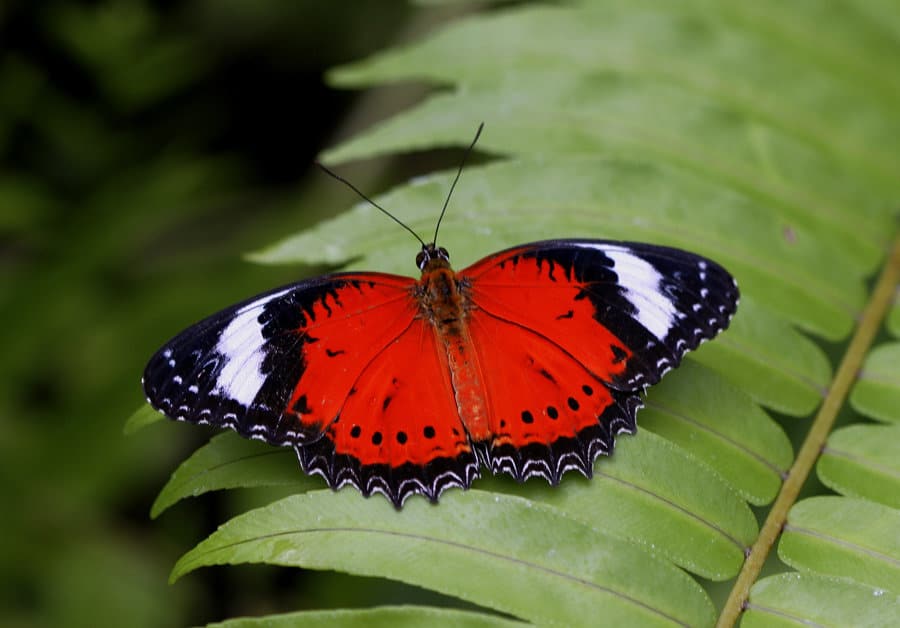 Do butterflies have a brain? - Australian Butterfly Sanctuary