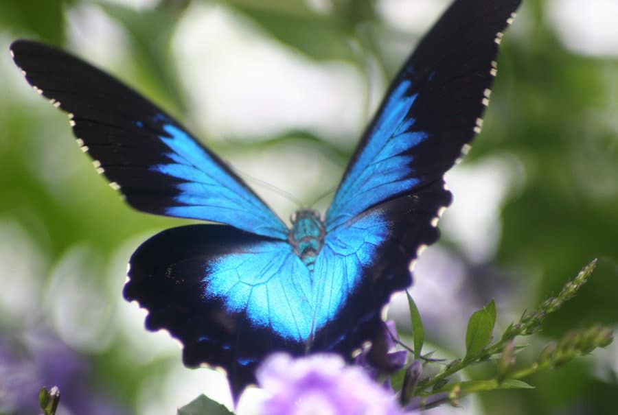 Kuranda Attraction   Australian Butterfly Sanctuary