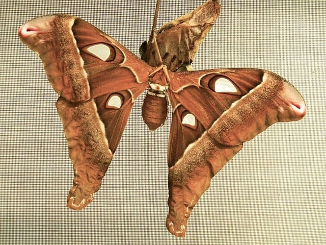 hercules moth australian butterfly sanctuar
