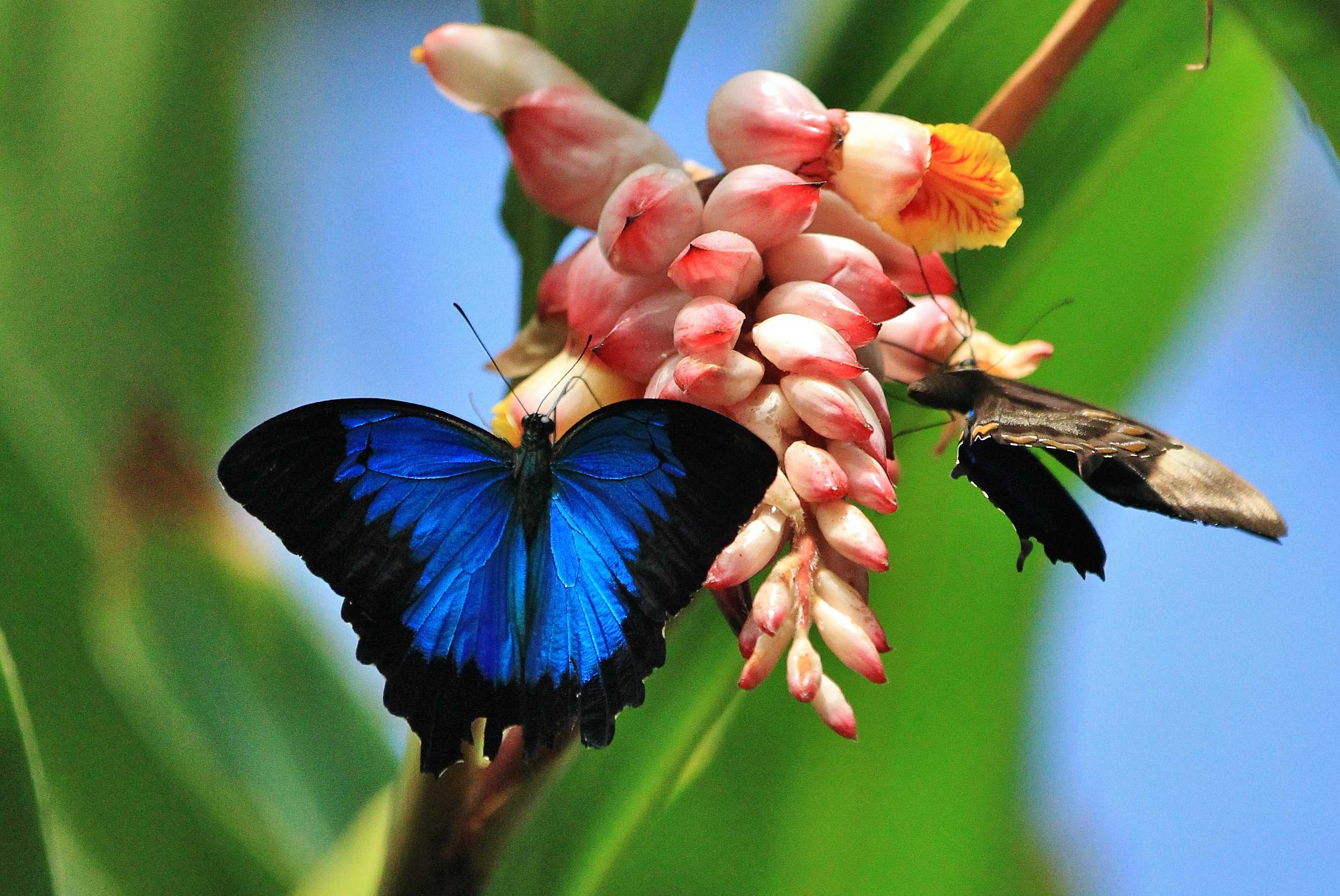 Ulysses Butterfly Decline   Australian Butterfly Sanctuary
