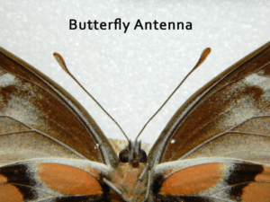 butterfly antenna