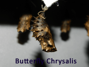 butterfly chryssalis