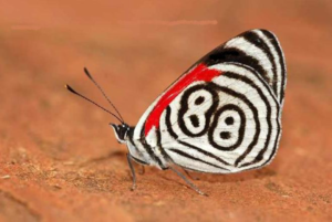 eighty eight butterfly