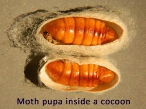 moth pupa in cocoon