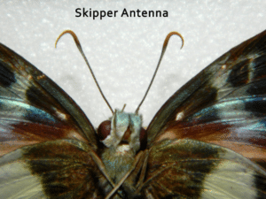 skipper antenna