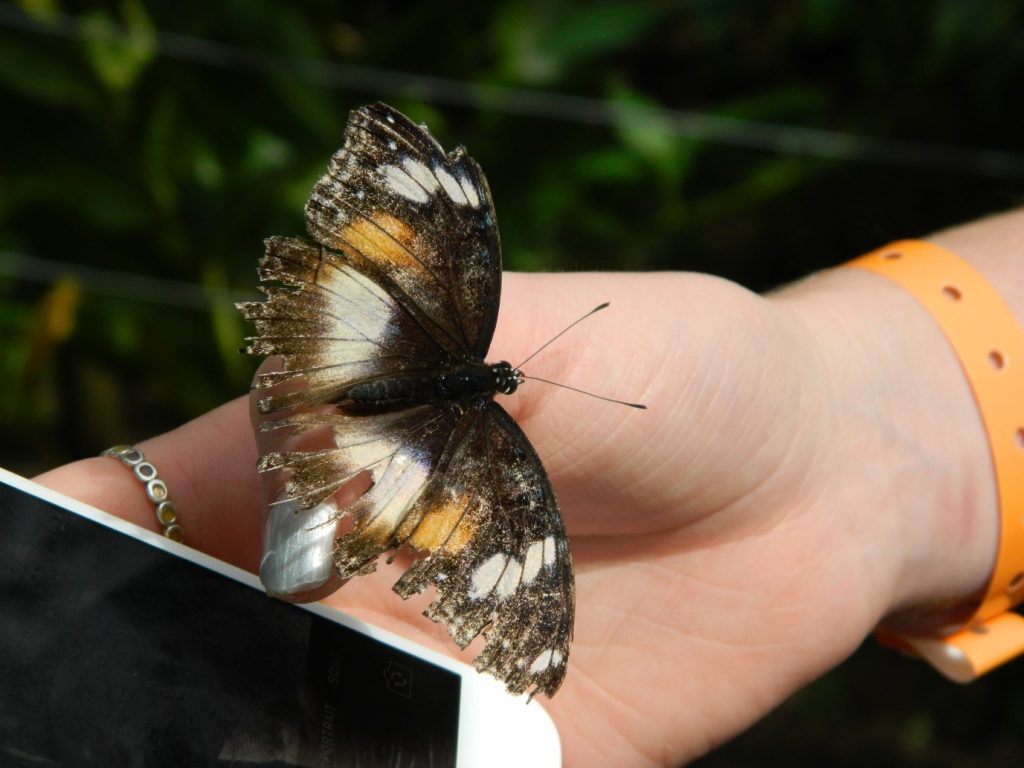 why-do-some-butterflies-have-holes-in-their-wings-australian