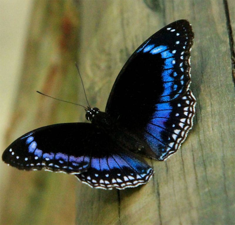blue banded eggfly australian butterfly sanctuary