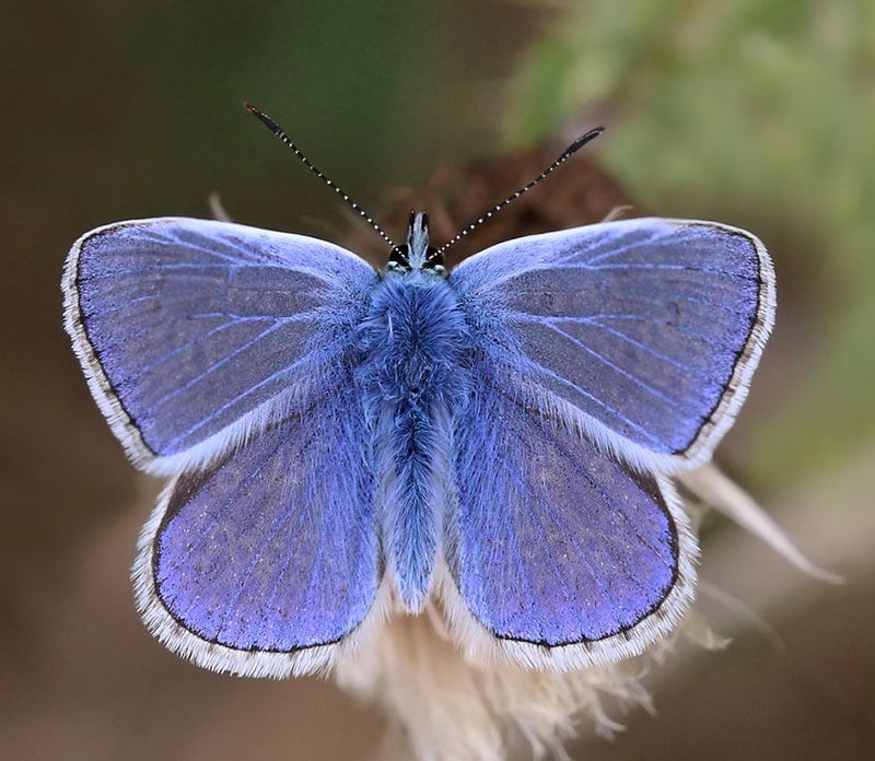 common blue butterfly united kingdom ireland