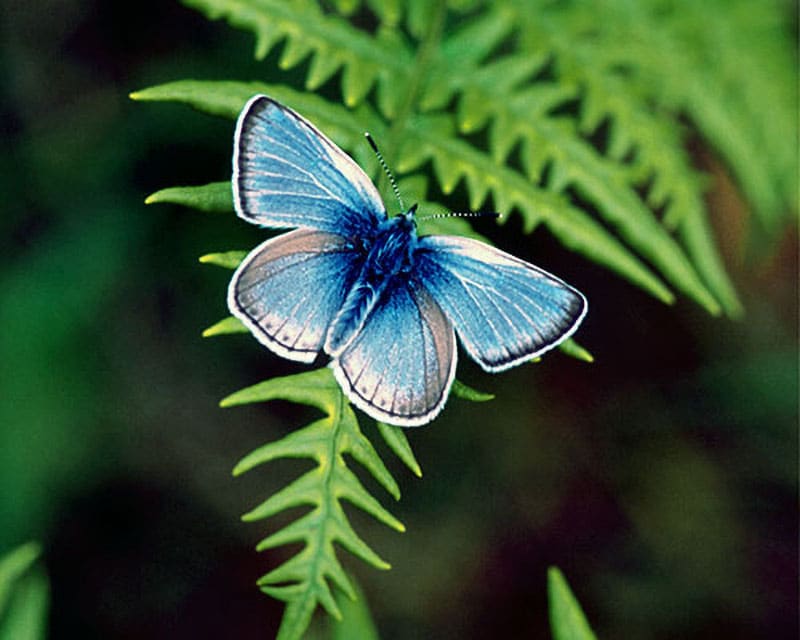 fenders blue butterfly