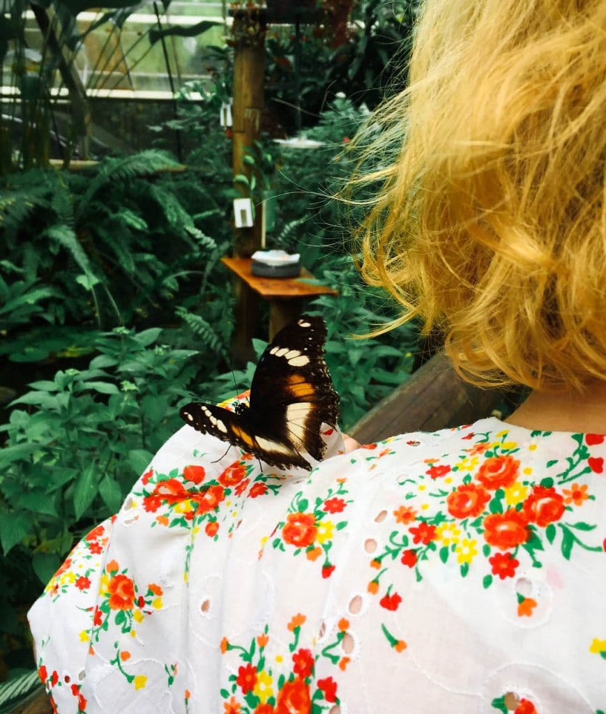 instagram shot of lady with butterfly on her shoulder at australian butterfly sanctuary