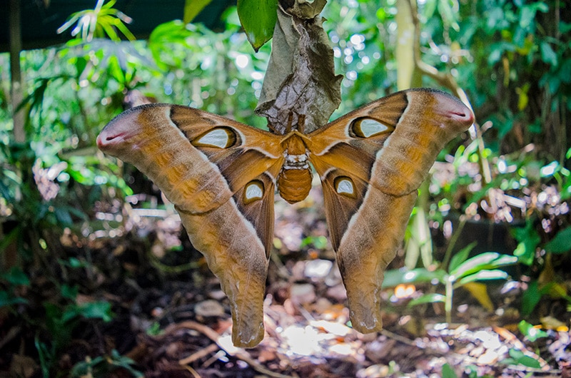 Monster Moths The 3 Biggest Moths In The World Australian Butterfly Sanctuary