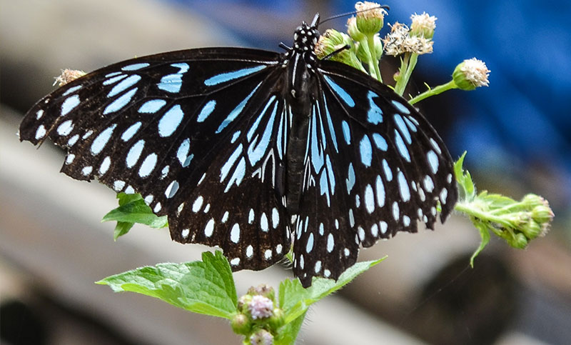 Things To Do Kuranda Australian Butterfly Sanctuary 1069