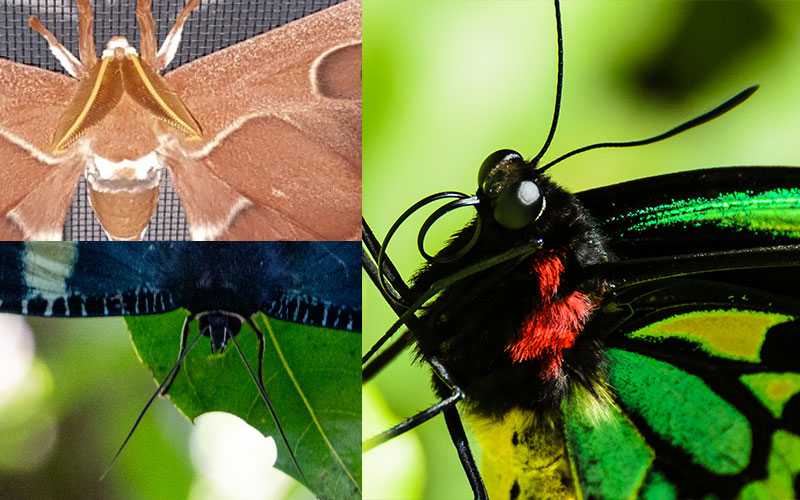butterfly antennae vs moth antennae