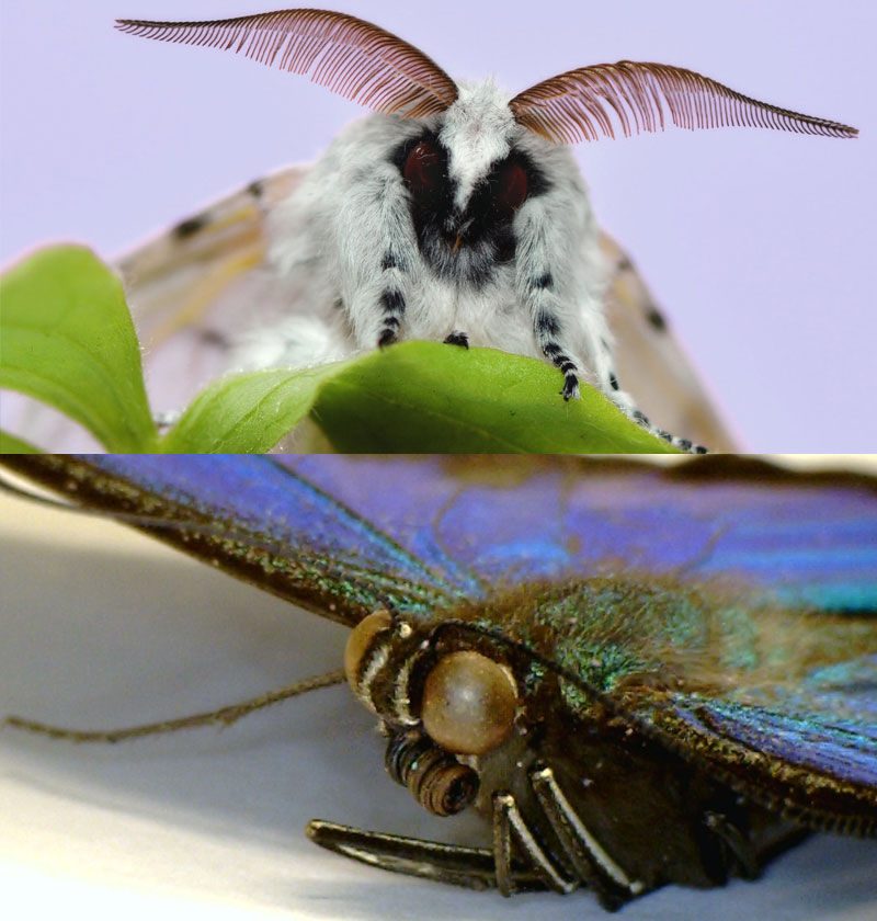 butterfly vs moth what is the difference