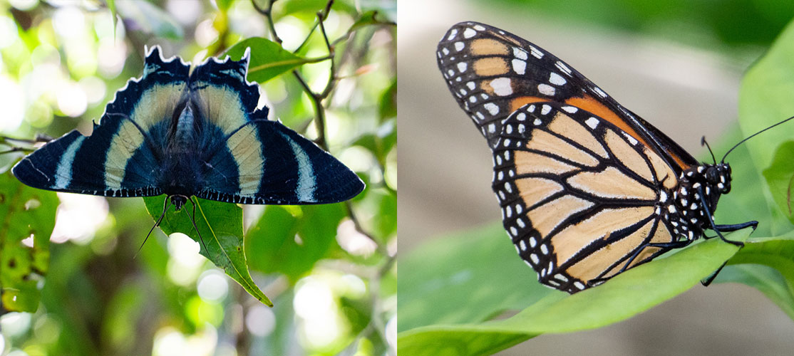 difference between butterflies and moths