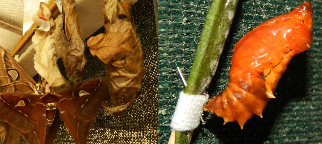 moth cocoon vs butterfly pupa