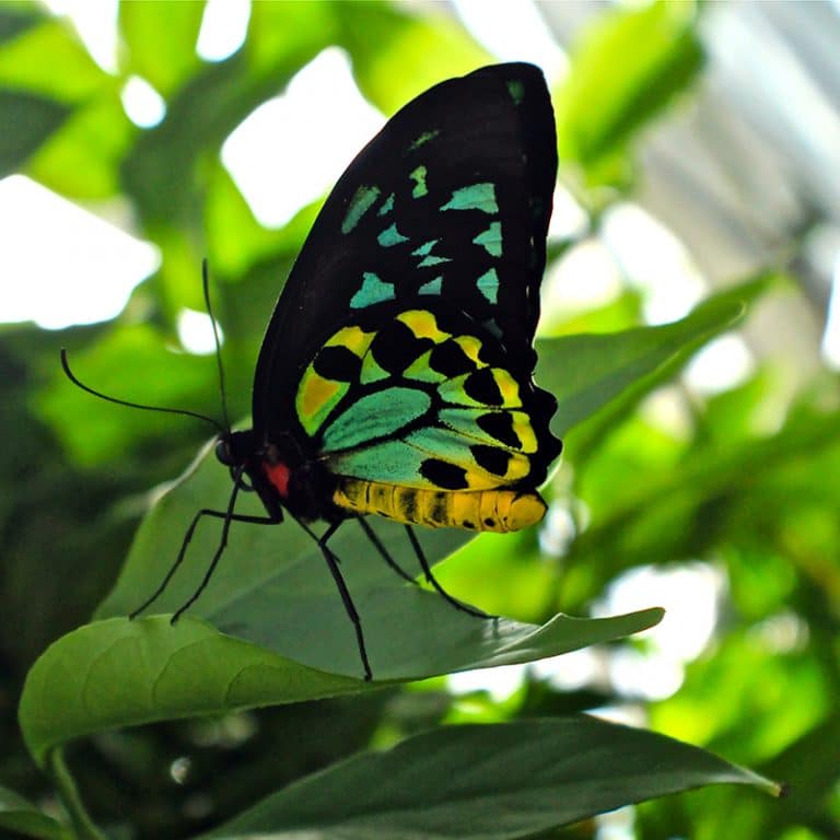 Do Butterflies Sleep? Australian Butterfly Sanctuary