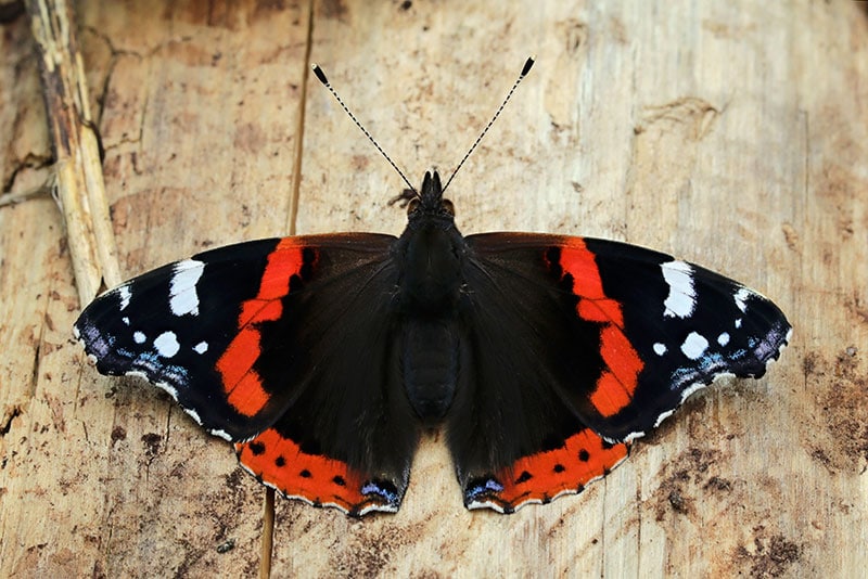 red butterflies red admiral