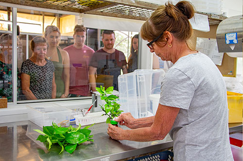 australian butterfly sanctuary breeding laboratory