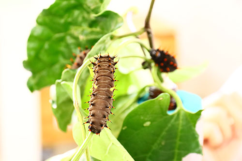 cairns birdwing caterpillar host plant