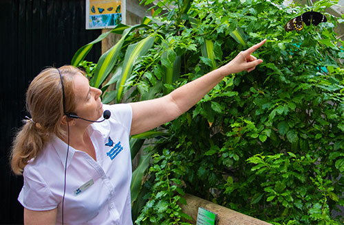 guided aviary tour at the australian butterfly sanctuary