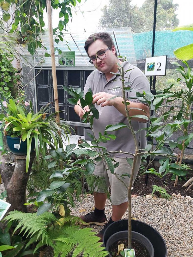 volunteer collecting eggs at australian butterfly sanctuary