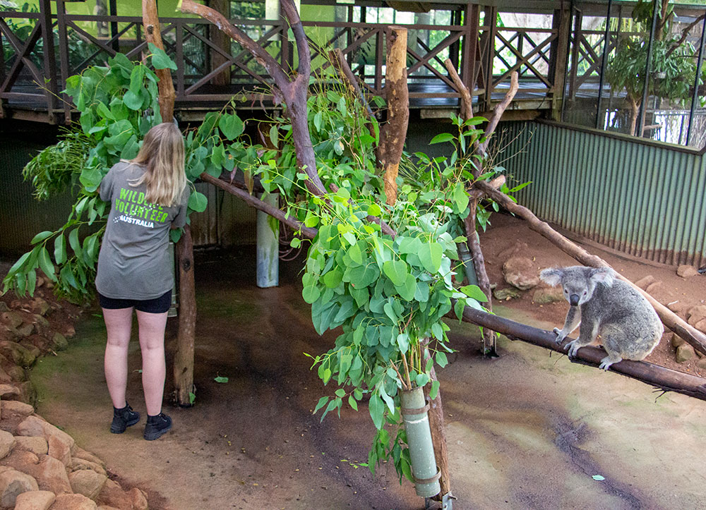 volunteer in koala enclosure rainforestation nature park