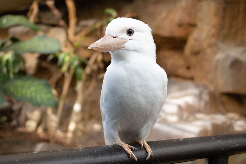 white kookaburra at cairns zoom and wildlife dome