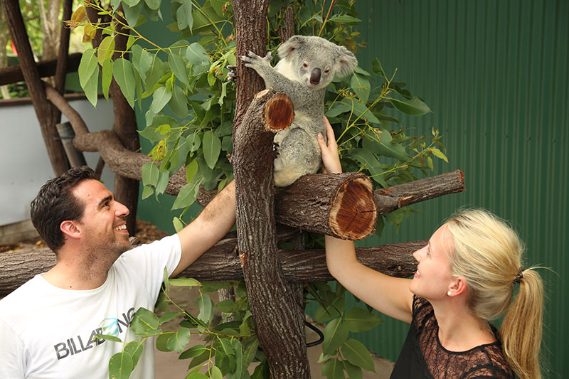 activities for couples your wildlife habitat private tour wildlife habitat port douglas couple with koala