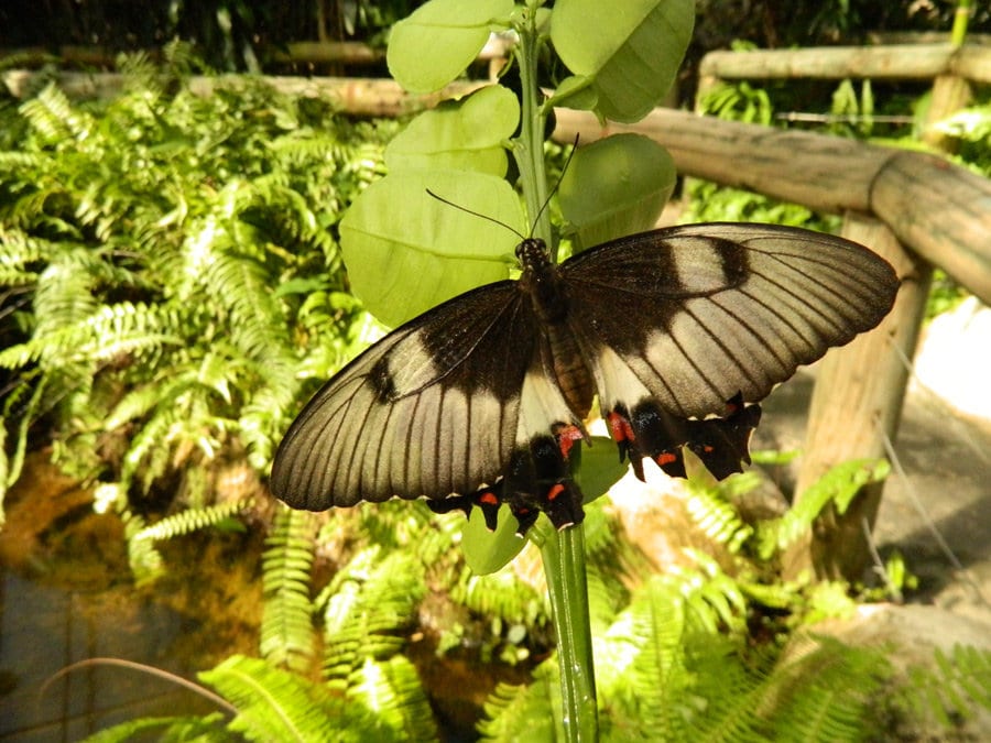 orchard swallowtail butterfly australian butterfly sanctuary