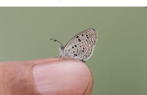 Sinai Baton Blue Butterfly