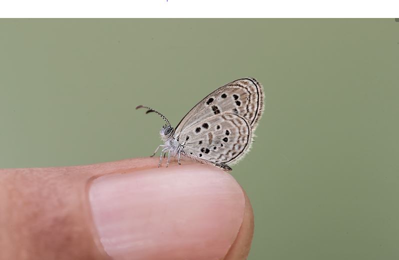 Sinai Baton Blue Butterfly