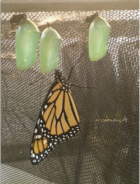 Monarch Butterflies in Australia