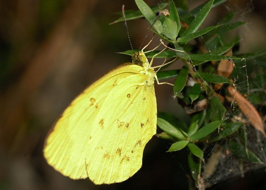 lemon migrant butterflies