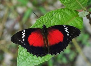 red lacewing
