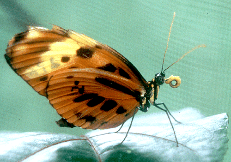 protein-eating butterflies
