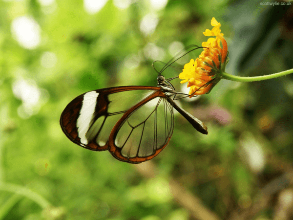 Glasswing Butterflies