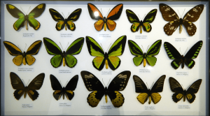 Birdwing butterfly display