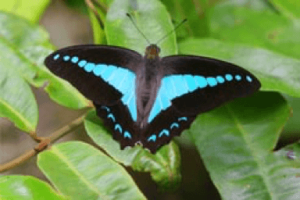 blue triangle butterfly