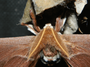 moth sex pheromones