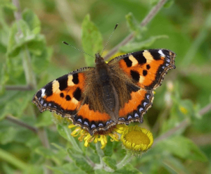 britains butterflies