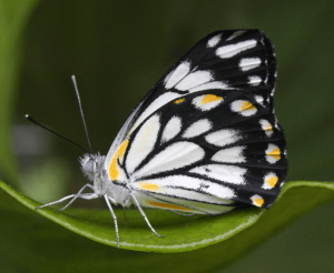 caper white butterfly migration