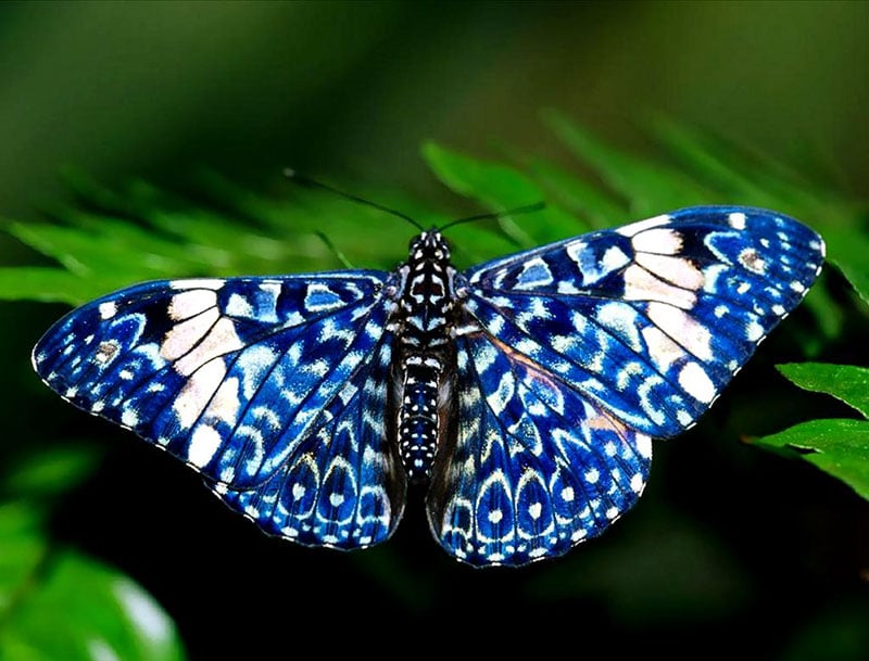 red cracker blue butterfly