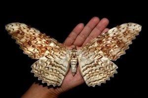 white witch moth worlds biggest moths
