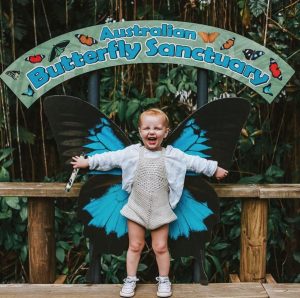 toddler in front of ulysses butterfly wings at australian butterfly sanctuary