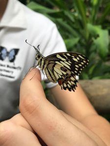 chequered swallowtail butterfly