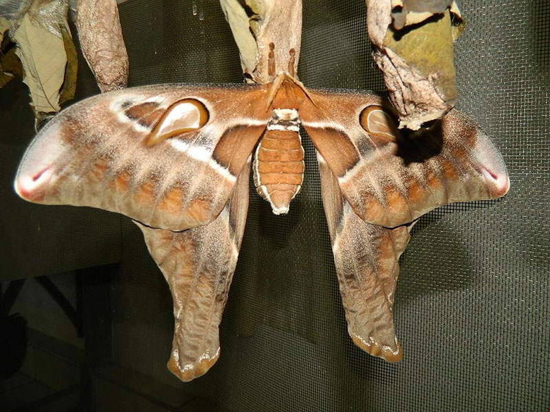 hercules moth at australian butterfly sanctuary kuranda